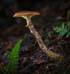 Fungi, Delamere forest