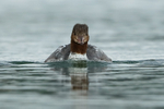 Goosander portfolio