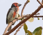Vieillots Barbet