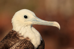 Magnificent Frigatebird (juvenile), close portrait, North Seymour