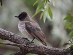 Black-eyed Bulbul - SA