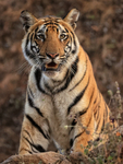 Tiger looking down from above, Bandhavgarh Reserve, India