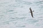 Black-Browed Albatross flying over raging surf, Saunders Island