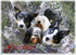 X3  The Bark Quintet
