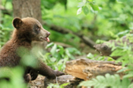 Black Bear cub, tongue out, Minnesota