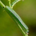 Caterpillar of the orange tip butterfly (Anthocaris cardamines)