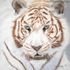 Narnia the White Bengal Tiger