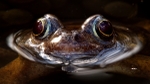 Common Frog (02)