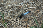 Black-tailed Skimmer