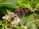 Red Admiral