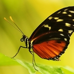 Harmonia Tiger Wing