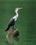 Neotropic Cormorant portfolio