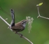 Bewicks Wren with nesting material
