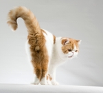 No Comment Edgard Poe (7012a5)