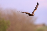 Male Western Marsh Harrier hunting, Montgai, Spain