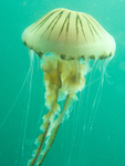 Chrysaora hysoscella