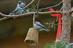 Siberian Tit