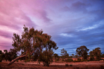 Leaning Tree at Sunset