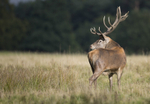 _H5X8731 Red Deer 
