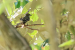 Great Crested Flycatcher portfolio