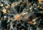Scolanthus callimorphus