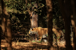 Tigress moving through jungle, Bandhavgarh, Madhyra Pradesh, India