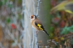 Goldfinch