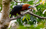 Male Rufous-necked Hornbill