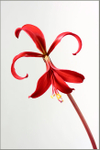 Sprekelia formosissima 2