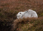 Mountain Hare - Lepus timidus RPNP0040