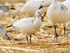 Ross's Goose (juvenile), Bosque del Apache, New Mexico