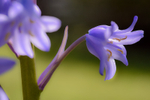 Bluebells-2622-S