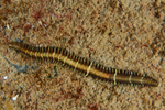 Oxydromus flexuosus