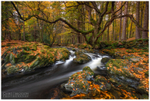 Guardian of the Forest, Tollymore (IMG1109)