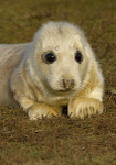 GREY SEAL PUP (5-7 HOURS OLD)