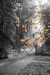 A Hint of Autumn