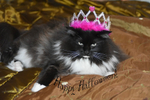 Vasa - Queen of Halloween
