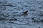 Bottlenose Dolphin