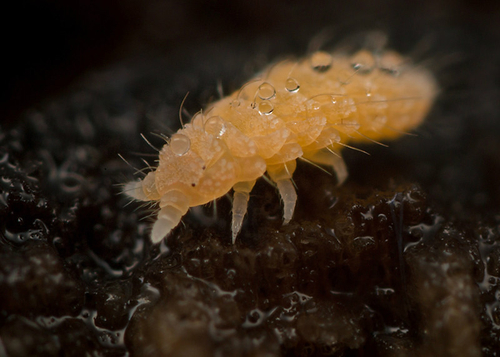 Monobella