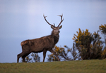 Red Deer - Red Deer - ...