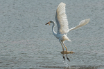 egret01