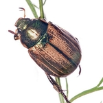 Chafer Beetle (Protaetia (Netocia) cuprea) MYN