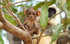 Mother langur and cub.