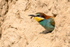 Bee-Eater