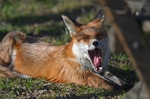 Red Fox