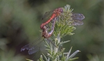 Common Darters