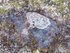BARRENLANDS - FOGO ISLAND