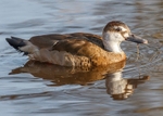 Greater Brazilian Teal 2