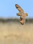 Short-eared Owl banking, Hawling, Gloucestershire