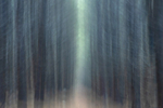 Intentional Camera Movement at Ballinastoe Woods, County Wicklow.